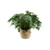 Philodendron Xanadu XXL